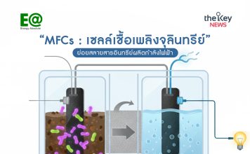 “MFCs : เซลล์เชื้อเพลิงจุลินทรีย์”….. ย่อยสลายสารอินทรีย์ผลิตกำลังไฟฟ้า