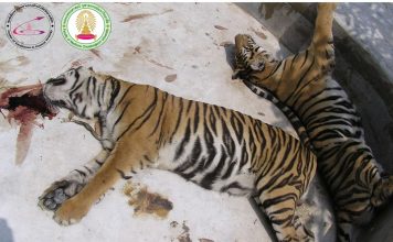 ‘นพ.ยง’ย้อนอดีตก่อน’ไข้หวัดนก’ระบาดใหญ่ พบสัญญาณเสือโคร่งตายหลังกินโครงไก่ดิบ