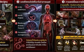 รัฐบาลสั่งสธ.ให้เฝ้าระวัง“อีโบลา”ใกล้ชิด วอนอย่าตระหนก-ยังไม่พบระบาดในไทย